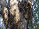 DSC00619_web.jpg (276476 bytes)