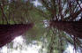 DSC00629_web.jpg (252160 bytes)