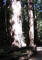 Muir Woods 03_web.jpg (192233 bytes)