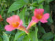 IMG_0435_web.jpg (87899 bytes)