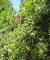 IMG_0474_web.jpg (130301 bytes)