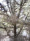 IMG_0547_web.jpg (160304 bytes)