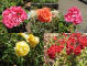berkeley_rose_garden_web.jpg (178744 bytes)