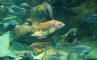 IMG_2071_web.jpg (128471 bytes)