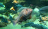 IMG_2073_web.jpg (127170 bytes)