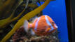 IMG_2077_web.jpg (97125 bytes)