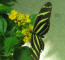 IMG_2095_web.jpg (145843 bytes)