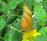 IMG_2096_web.jpg (129907 bytes)