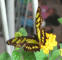 IMG_2097_web.jpg (128424 bytes)