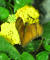 IMG_2102_web.jpg (136411 bytes)