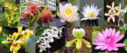 denny_visit_0210_longwood_flowers.jpg (232678 bytes)