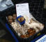 0505_london_033_web_bankside_borough_market.jpg (54179 bytes)