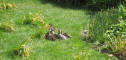 paris0705_214_temple_park_ducks_web.jpg (163474 bytes)