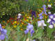 paris0705_279_monets_garden_trip_web.jpg (190116 bytes)
