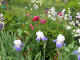 paris0705_283_monets_garden_trip_web.jpg (217094 bytes)
