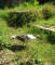 paris0705_305_monets_garden_trip_web.jpg (184264 bytes)