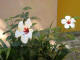 IMG_1355_web.jpg (177161 bytes)