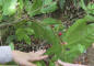 IMG_1553_web.jpg (167859 bytes)