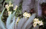 IMG_0963_web.jpg (235446 bytes)